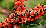 Guarana Seed