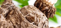 Konjac Glucomannan