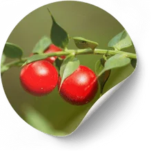 Nervolyn Butcher’s Broom (Ruscus aculeatus)
